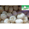 new crop garlic and ginger/new crop pure white garlic